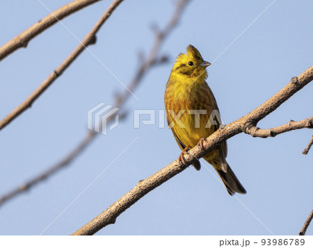 Birds near Moscow, yellow oatmeal on a tree branch 93986789