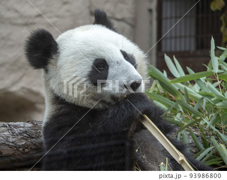 Panda goes on a background of green grass 93986800