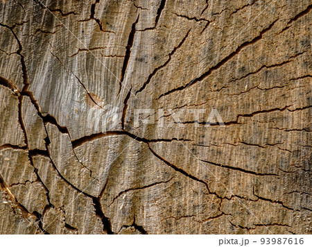 View of the surface of the end face of a birch log dotted with cobwebs of cracks View of the surface of the end face of a birch log dotted with cobwebs of cracks 93987616