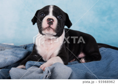 Black and white American Staffordshire Terrier dog or AmStaff puppy on blue background 93988962
