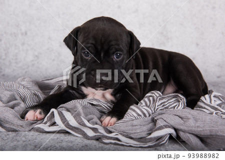 Black and white American Staffordshire Terrier dog or AmStaff puppy on gray background Black and white American Staffordshire Terrier dog or AmStaff puppy on gray background 93988982
