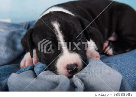 Black and white American Staffordshire Terrier dog or AmStaff puppy on blue background 93988985
