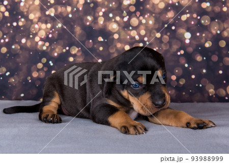 Louisiana Catahoula Leopard Dog puppy portrait on holiday background 93988999