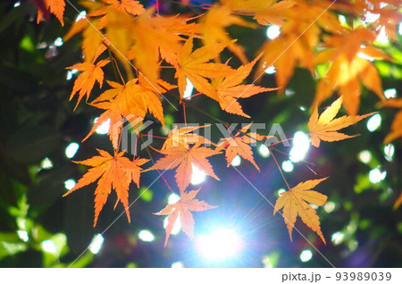 秋の始まり 93989039