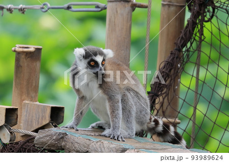 ワオキツネザル　動物園の行動展示　絶滅危惧種 93989624