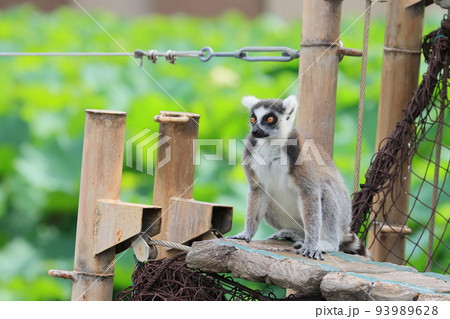 ワオキツネザル　動物園の行動展示　絶滅危惧種 93989628