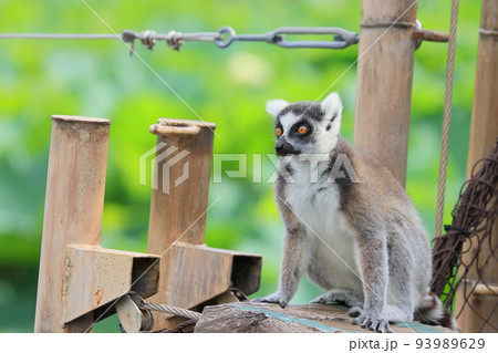 ワオキツネザル　動物園の行動展示　絶滅危惧種 93989629
