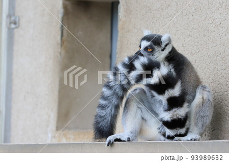 ワオキツネザル　動物園の行動展示　絶滅危惧種 93989632