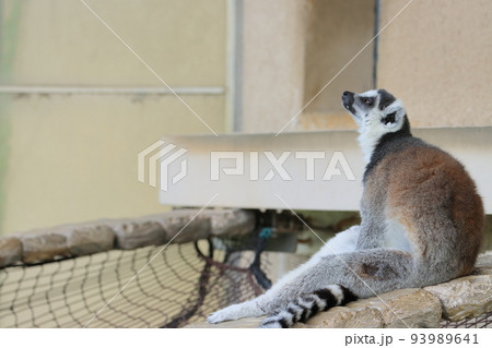 ワオキツネザル　動物園の行動展示　絶滅危惧種 93989641