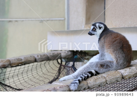 ワオキツネザル　動物園の行動展示　絶滅危惧種 93989643