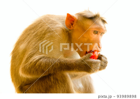 Indian macaques, bonnet macaques, or (lat. Macaca radiata). Indian macaques, bonnet macaques, or (lat. Macaca radiata). 93989898
