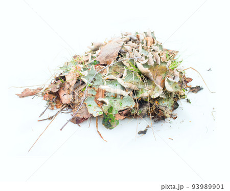moss and mushrooms pristine forests moss and mushrooms pristine forests 93989901