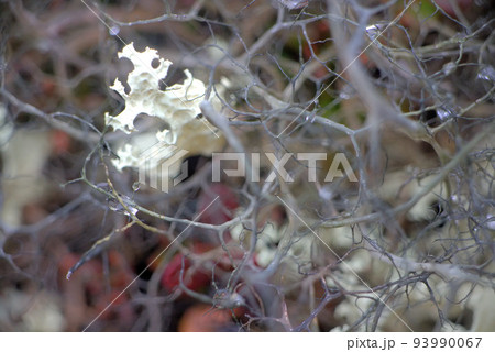 macro world polar plant the white dead dry. 93990067