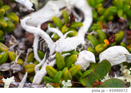 macro stone vegetation polar leaf summer 93990072