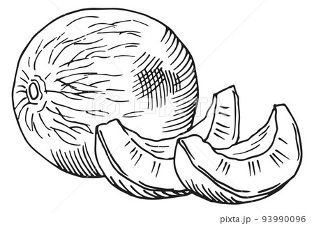 Whole melon and fruit slices. Hand drawn sketch Whole melon and fruit slices. Hand drawn sketch 93990096
