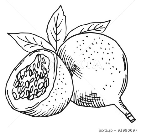 EXotic fruit engraving. Sweet tasty granadilla sketch EXotic fruit engraving. Sweet tasty granadilla sketch 93990097