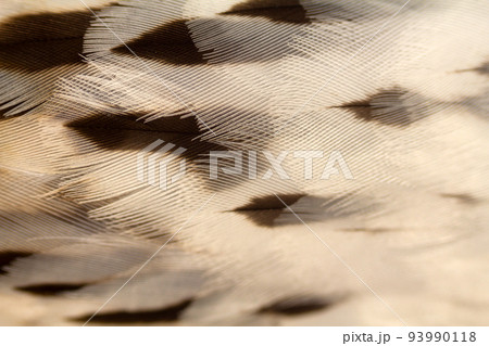 feathers bird stains stripes feathers bird stains stripes 93990118