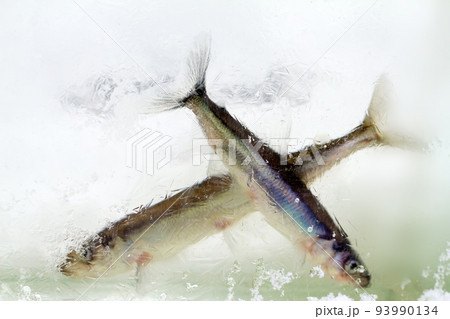 smelt in the winter under ice (Osmerus eperlanus) smelt in the winter under ice (Osmerus eperlanus) 93990134