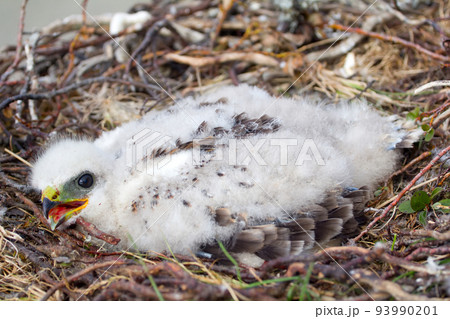 white fluffy nestling birds of prey white fluffy nestling birds of prey 93990201