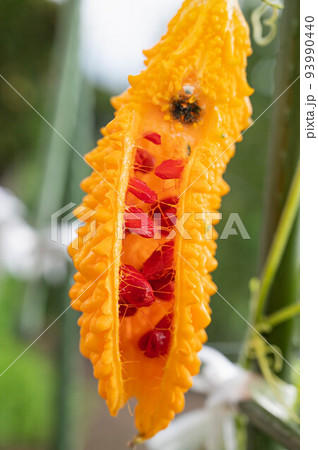 黄色くなって割れたゴーヤー 93990440