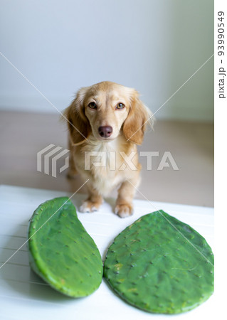 うちわさぼてんとカニンヘンダックス 93990549