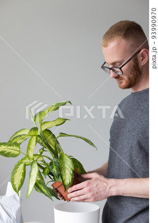 Portrait of young man potting Dieffenbachia plant at home. 93990970