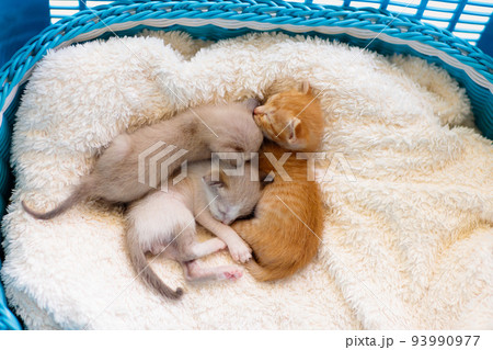 Kitten in a basket. Baby cat at home. Kitten in a basket. Baby cat at home. 93990977