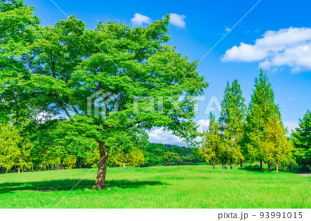 平和公園、メタセコイア広場〈愛知県名古屋市〉 平和公園、メタセコイア広場〈愛知県名古屋市〉 93991015
