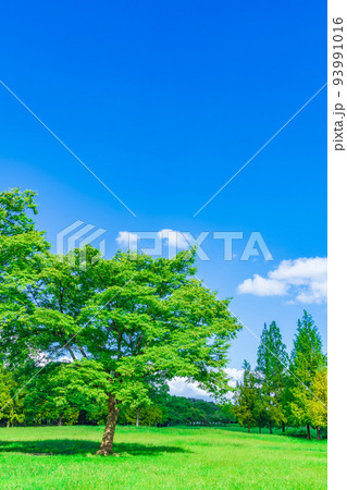 平和公園、メタセコイア広場〈愛知県名古屋市〉 93991016