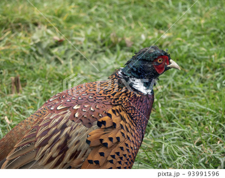 Guinea fowl walking along the green grass in the fall Guinea fowl walking along the green grass in the fall 93991596