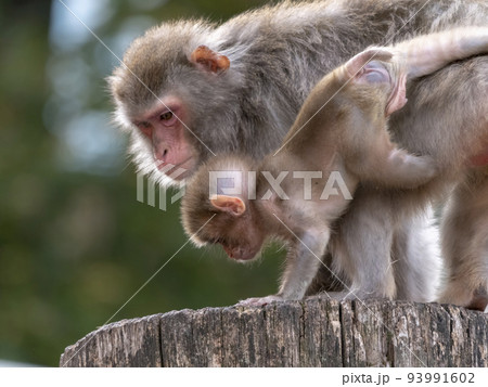 Portrait of a japanese macaque snow monkey Portrait of a japanese macaque snow monkey 93991602