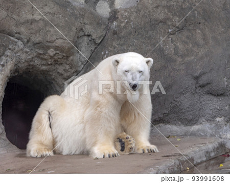 Polar Bear Ursus Maritimus on a sunny day Polar Bear Ursus Maritimus on a sunny day 93991608
