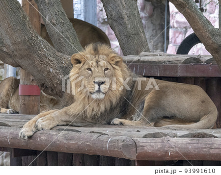 Portrait lion basking in the warm sun after dinner 93991610