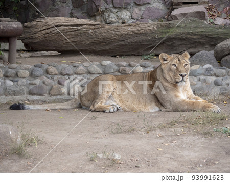 Portrait lioness basking in the warm sun after dinner Portrait lioness basking in the warm sun after dinner 93991623