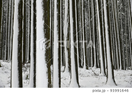 雪の木立　伊豆天城の山　雪景色 93991646