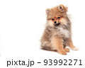 Pomeranian spitz puppy. Portrait of sitting pomeranian spitz isolated on white. Little red dog sitting on white table and isolated against white background Pomeranian spitz puppy. Portrait of sitting pomeranian spitz isolated on white. Little red dog sitting on white table and isolated against white background 93992271