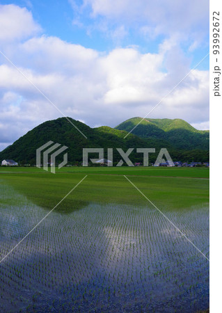 稲 初夏の田んぼ 田植え後の稲 田んぼ 日本の風景 田園風景 稲 初夏の田んぼ 田植え後の稲 田んぼ 日本の風景 田園風景 93992672