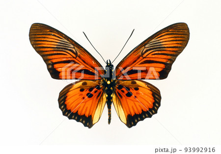 Red orange butterfly Pseudoacraea clarki isolated on white. Collection butterfly. Lepidoptera. Entomology Red orange butterfly Pseudoacraea clarki isolated on white. Collection butterfly. Lepidoptera. Entomology 93992916
