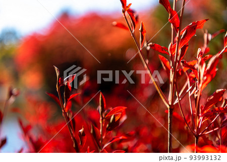 ドウダンツツジ　紅葉　秋　クローズアップ 93993132
