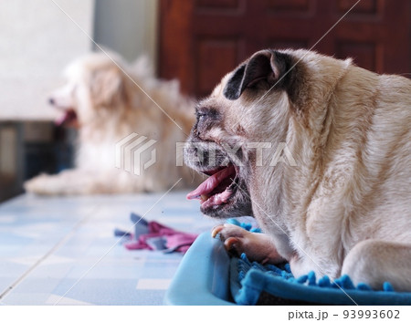 lovely white fat cute pug dog face close up laying resting on round blue dog bed outdoor making funny face under natural sunlight selective focus blur background lovely white fat cute pug dog face close up laying resting on round blue dog bed outdoor making funny face under natural sunlight selective focus blur background 93993602