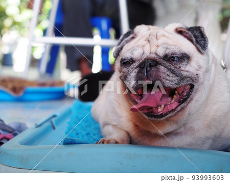 lovely white fat cute pug dog face close up laying resting on round blue dog bed outdoor making funny face under natural sunlight selective focus blur background 93993603