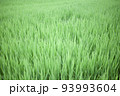 緑の稲苗。画面全体に敷き詰められた稲。あえて前と後ろをぼかしている風景。 93993604