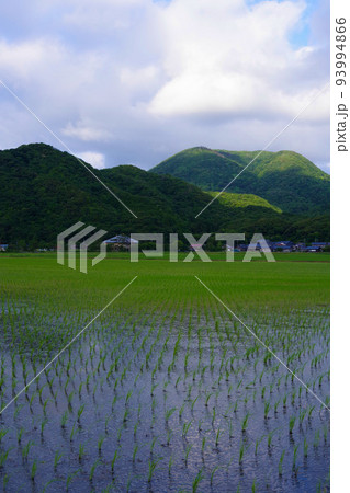 稲　初夏の田んぼ　田植え後の稲　田んぼ　日本の風景　田園風景 93994866