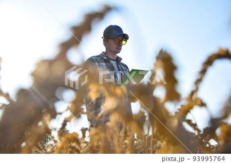 Agronomist checking quality harvest at agricultural field at sunrise 93995764