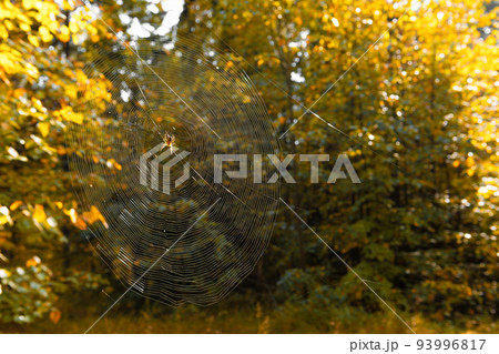 spider web on a background of blurred green. spider web in the forest on a bright sunny autumn day spider web on a background of blurred green. spider web in the forest on a bright sunny autumn day 93996817