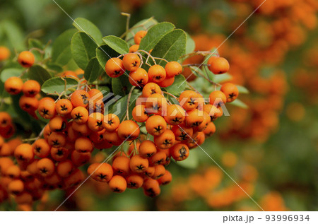 orange colored Pyracantha fruit close up on the bush. 93996934