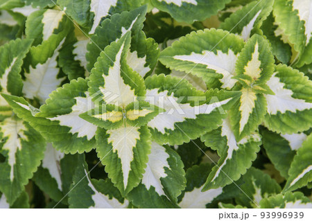 Ornamental leaves with a green white pattern 93996939