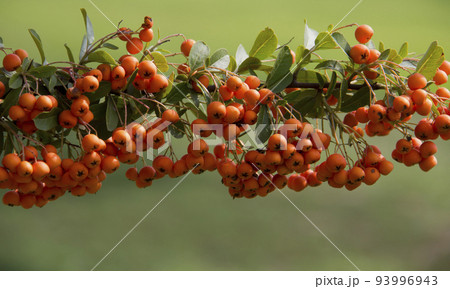 orange colored Pyracantha fruit close up on the bush. 93996943