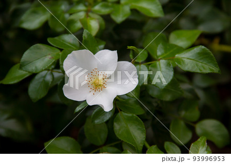 White rose agrestis among green leaves in the rose garden 93996953
