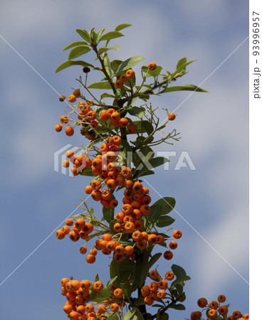 orange colored Pyracantha fruit close up on the bush. 93996957